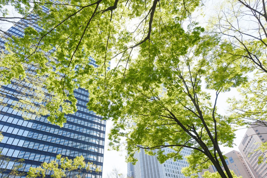 街路樹の下から見上げるビルディング